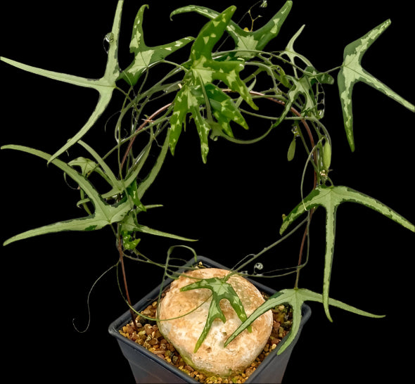 Adenia kirkii 10 Pieces Seeds