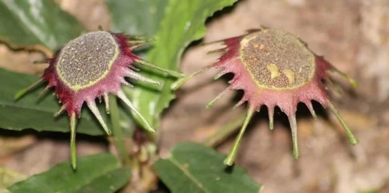 Dorstenia Schliebenii 6 Pieces Seeds