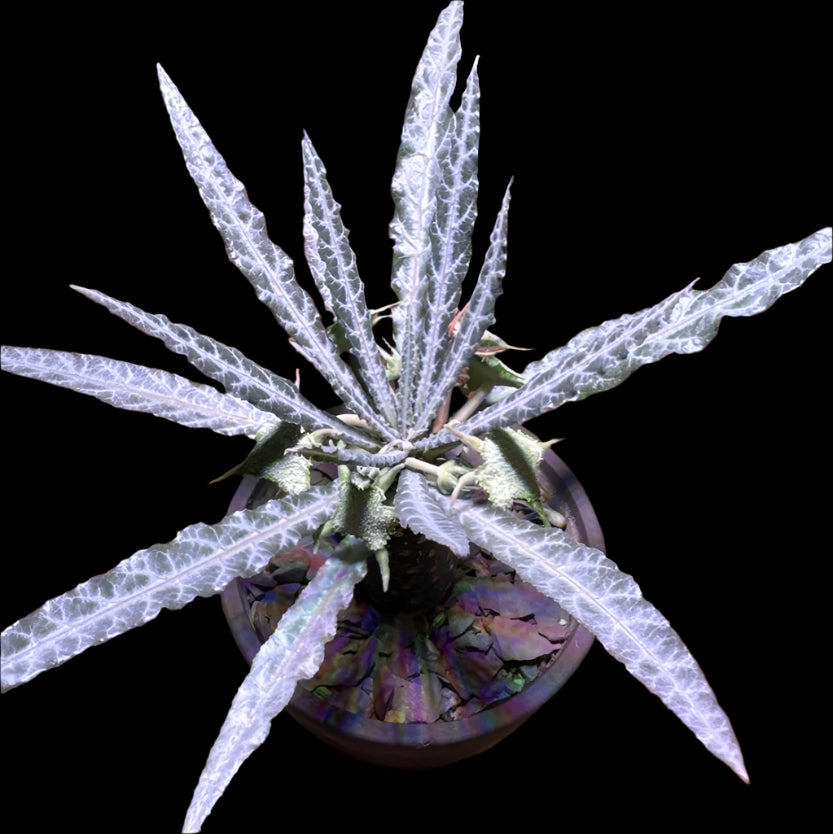 Dorstenia crispa var lancifolia 5 Pieces Seeds