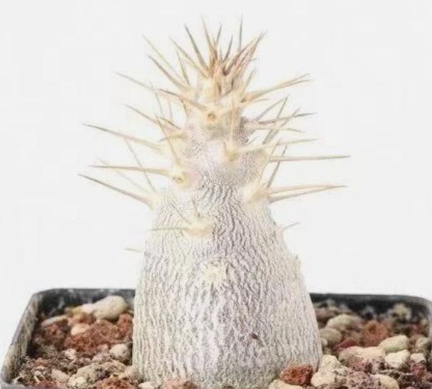 Pachypodium leallii 6 Pieces Seeds