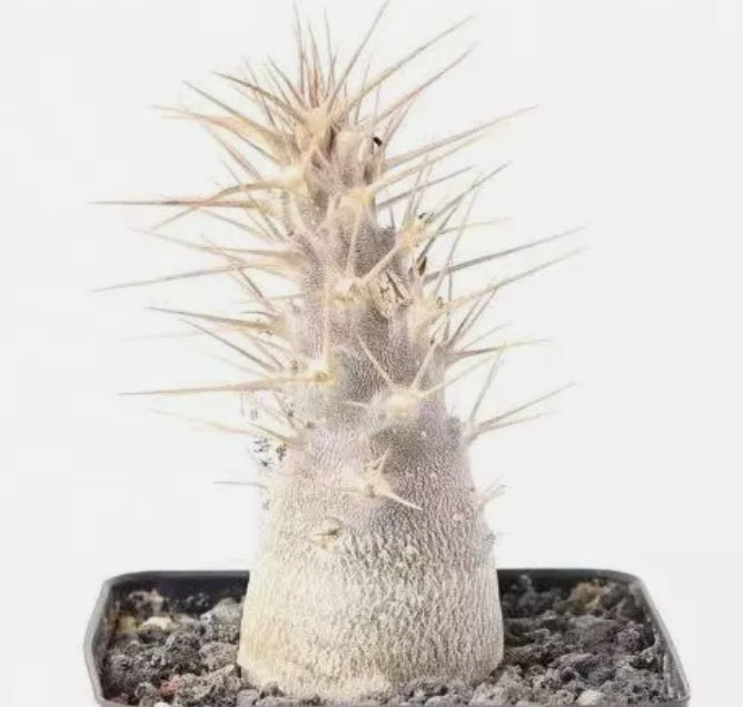 Pachypodium leallii 6 Pieces Seeds