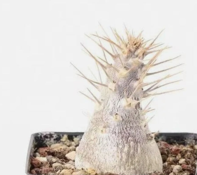 Pachypodium leallii 6 Pieces Seeds