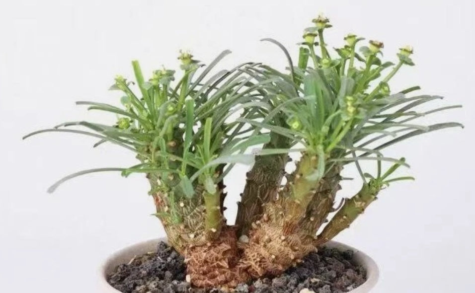 ebay succulent seeds Euphorbia multifolia 7 Pieces Seeds – exotic-gardenkingdom.com