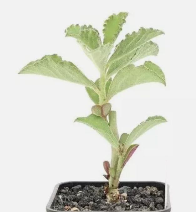 Euphorbia echinulata 7 Pieces Seeds