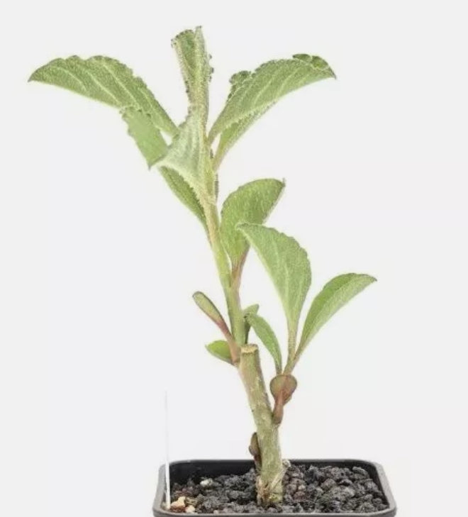 Euphorbia echinulata 7 Pieces Seeds