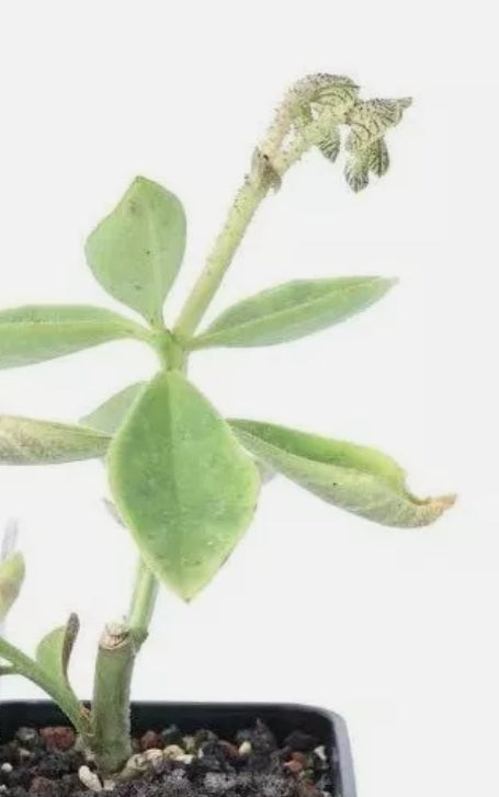 Euphorbia echinulata 7 Pieces Seeds