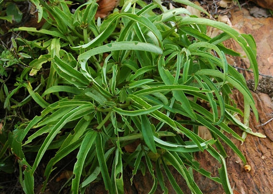 Adenia wilmsii 4 Pieces Seeds