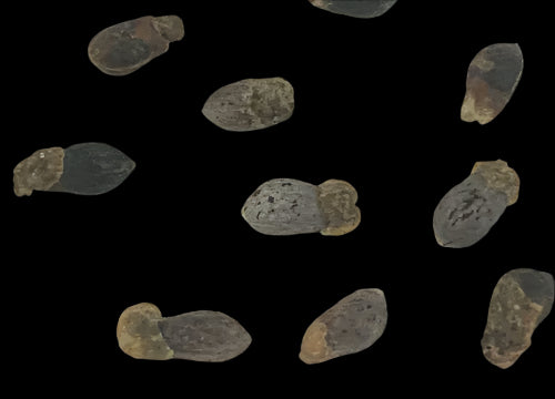 Commiphora Drakebrockmanii 6 Pieces Seeds