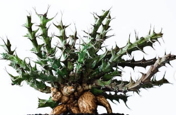 Euphorbia furcata 5 Pieces Seeds