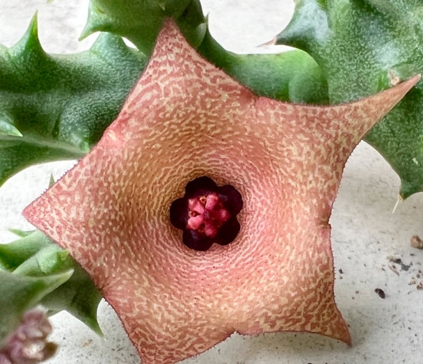 Duvalia Violet Petrification 5 Pieces Seeds