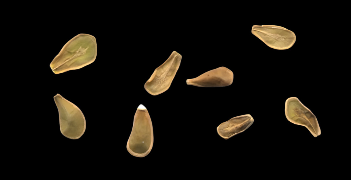 Fockea Comaru 5 Pieces Seeds