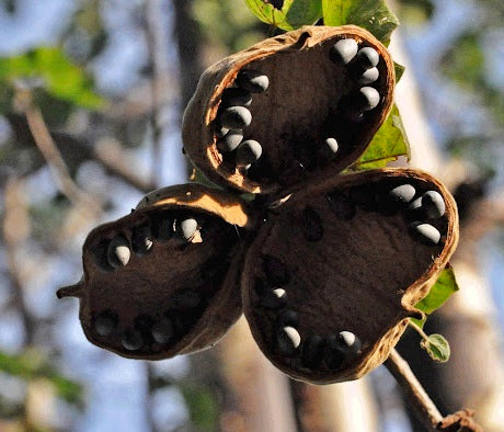 Sterculia africana socotrana 6 Pieces Seeds