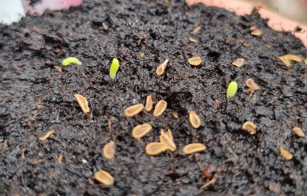 Socotrella Dolichocnema 4 Pieces Seeds