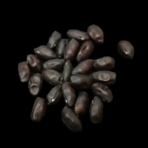 Sophora Prostrata 5 Pieces Seeds