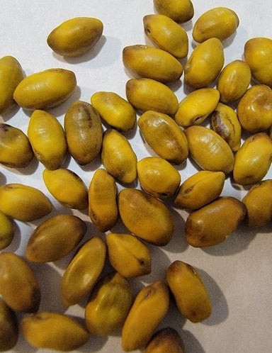Sophora molloyi 5 Pieces Seeds