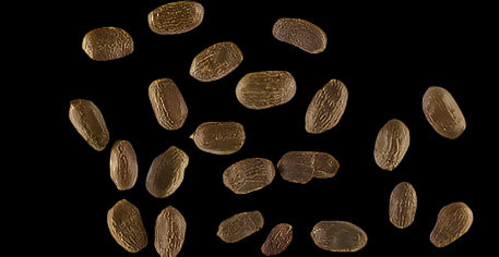 Stathmostelma gigantiflorum 3 Pieces Seeds