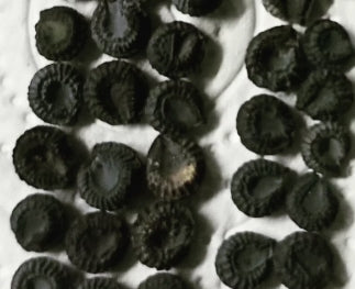 Stephania Erecta 5 Pieces Seeds