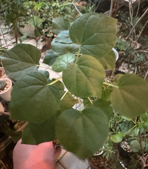 Sterculia africana socotrana 6 Pieces Seeds