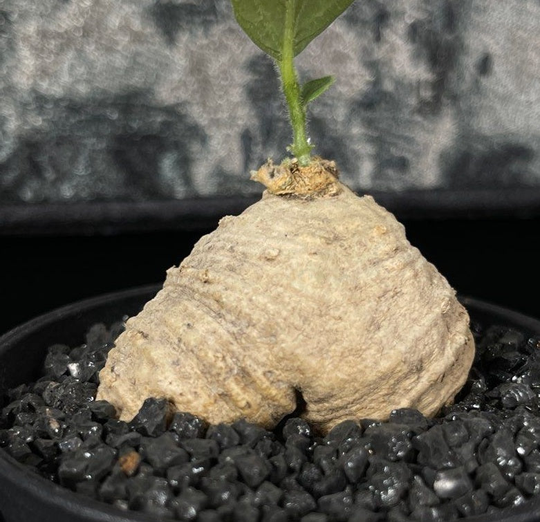 Trochomeria macrocarpa 5 Pieces Seeds