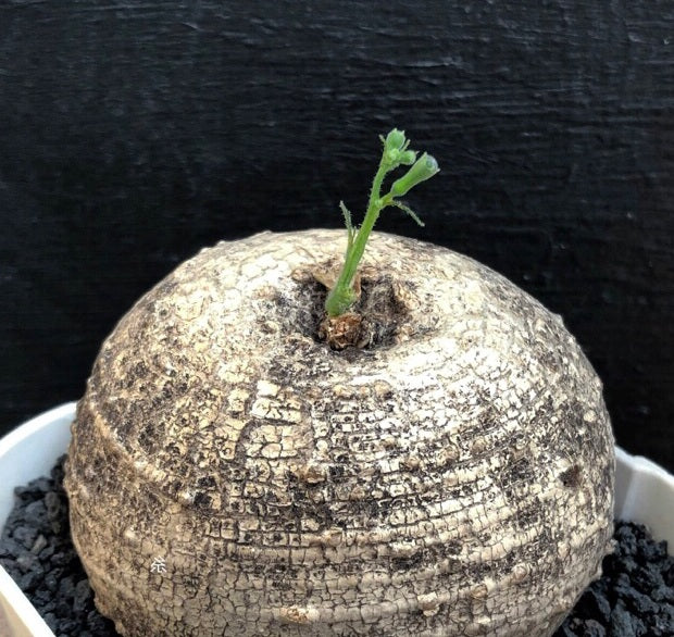 Trochomeria polymorpha 5 Pieces Seeds