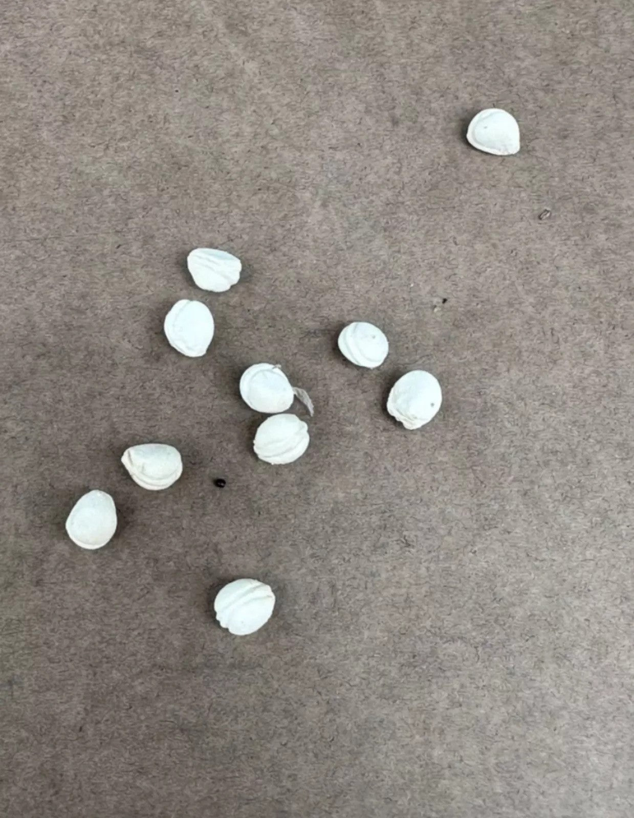 Trochomeria polymorpha 5 Pieces Seeds