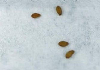 Tylecodon occultans 10 Pieces Seeds