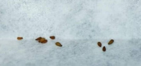 Tylecodon nolteei 10 Pieces Seeds