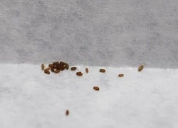 Tylecodon racemosus 10 Pieces Seeds