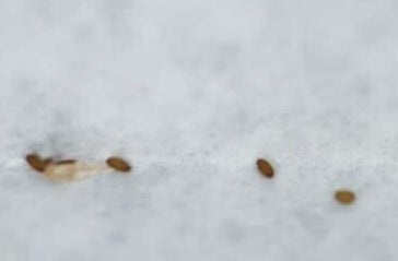 Tylecodon sulphureus 10 Pieces Seeds