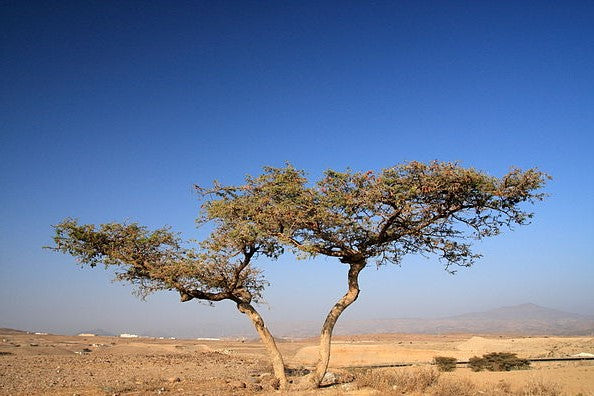 Acacia pennivenia 20 Pieces Seeds