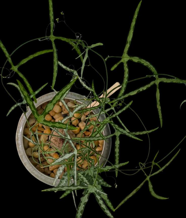 Adenia kirkii 10 Pieces Seeds