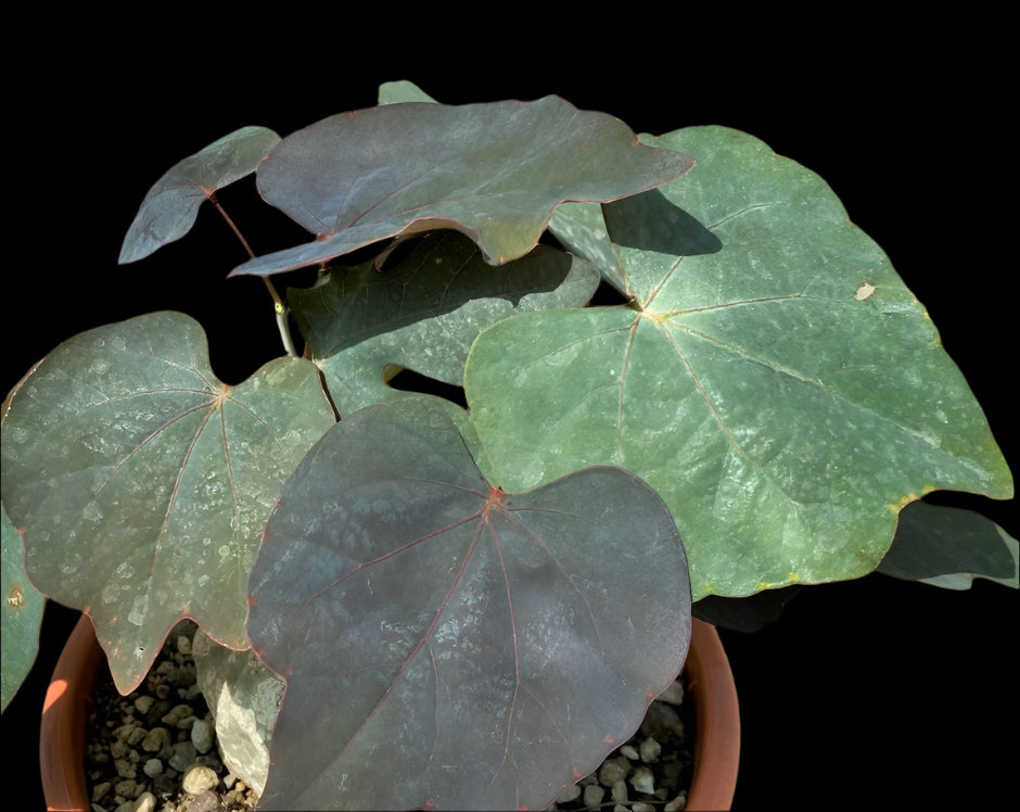 Adenia Epigea 4 Pieces Seeds