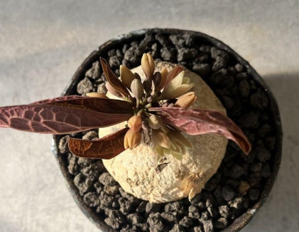 Adenia Ovata 6 Pieces Seeds