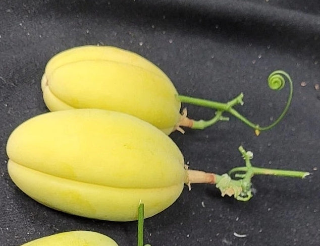 Adenia Stenodactyla 6 Pieces Seeds