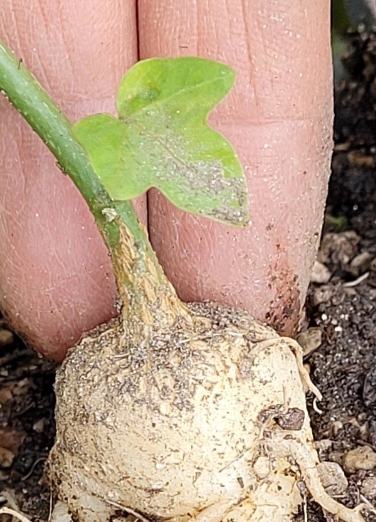 Adenia Stenodactyla 6 Pieces Seeds