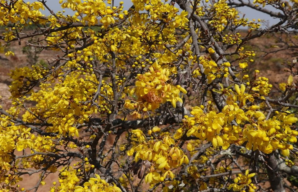 Acridocarpus socotranus Pieces 8 Seeds