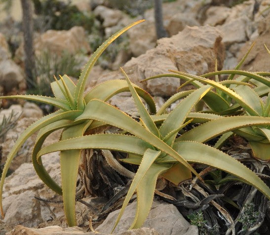 exotic aloe vera plant Aloe perryi 10 Pieces Seeds – exotic-gardenkingdom.com