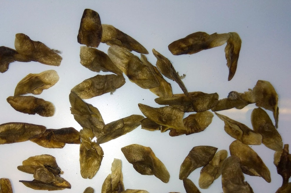 Aloidendron barberae 20 Pieces Seeds