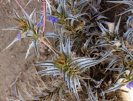 Blepharis spiculifolia 10 Pieces Seeds