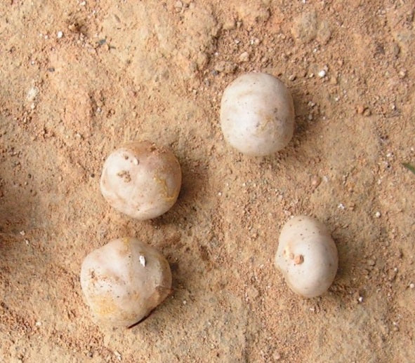 Brosimum guianense ( Snakewood ) 5 Pieces Seeds