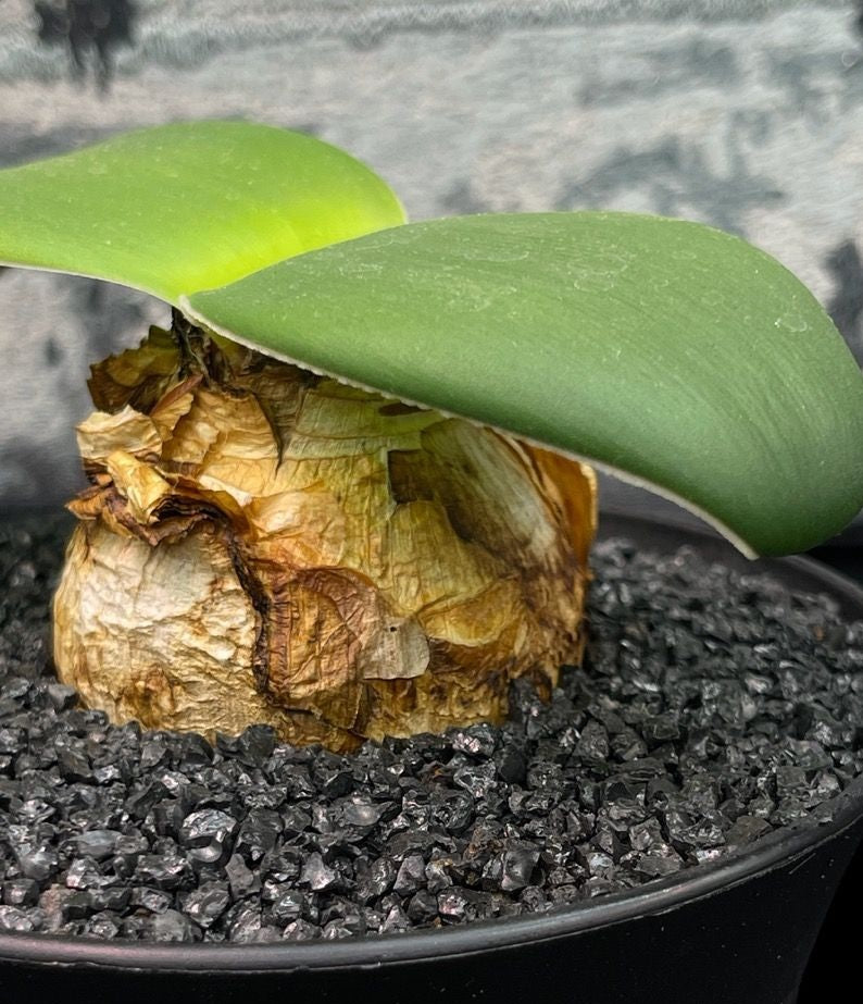 Brunsvigia striata 5 Pieces Seeds