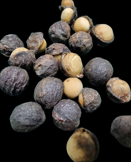 Bursera schlechtendalii 5 Pieces Seeds