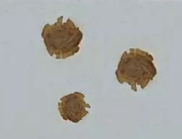 Sesamothamnus Busseanus 3 Pieces Seeds