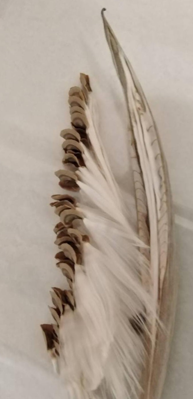 Caralluma burchardii Pink 6 Pieces Seeds