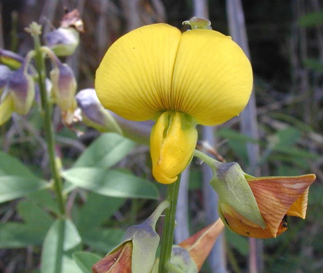 Crotalaria socotrana 10 Pieces Seeds