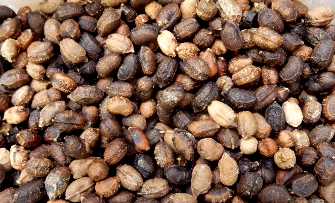 Cyphostemma Adenocaule 4 Pieces Seeds