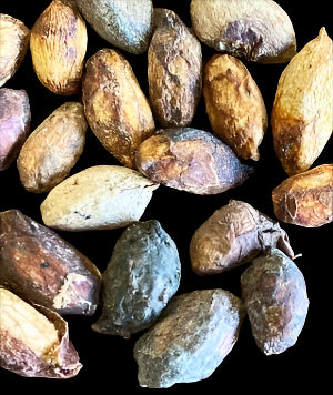 Cyphostemma Oleraceum 6 Pieces Seeds