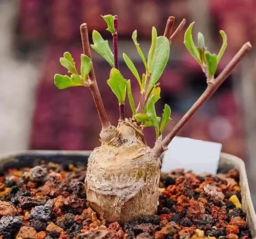 Othonna retrofracta 5 Pieces Seeds