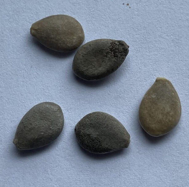 Baijiania yunnanensis 6 Pieces Seeds