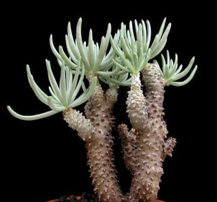Tylecodon cacalioides 10 Pieces Seeds